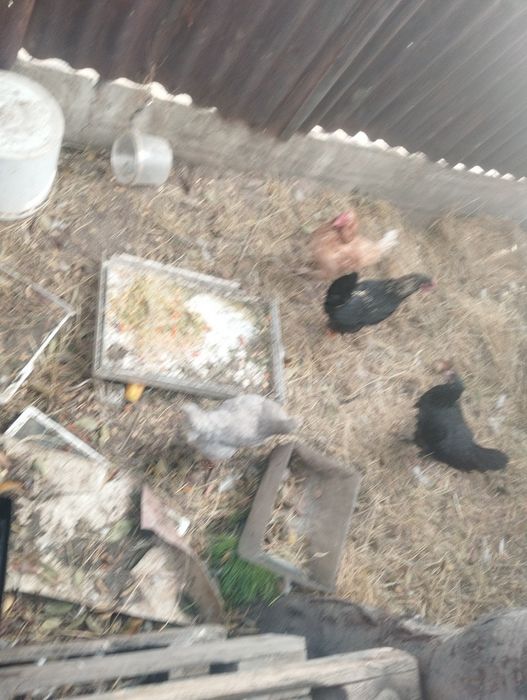 Продам уток и кур