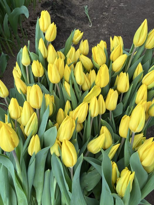Тюльпаны оптом от производителя (голландские сорта)
