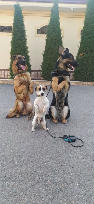 Профессиональный выгул вашей собаки