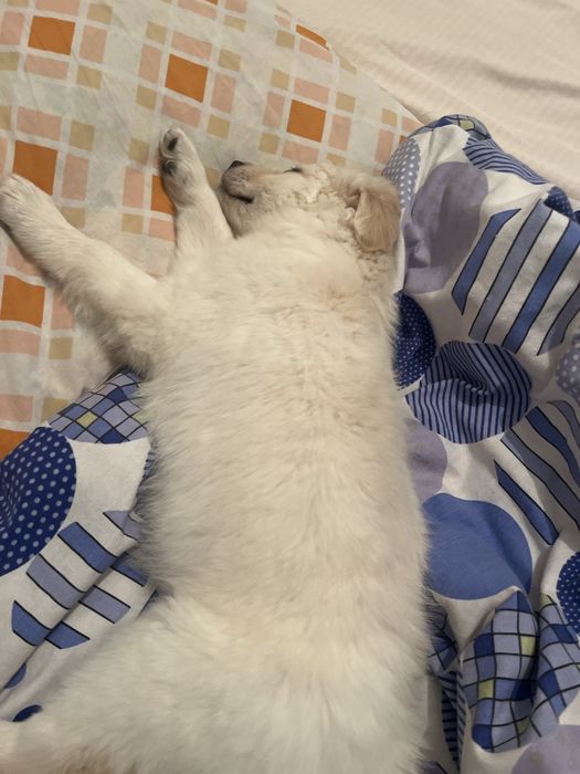 Собачка девочка!