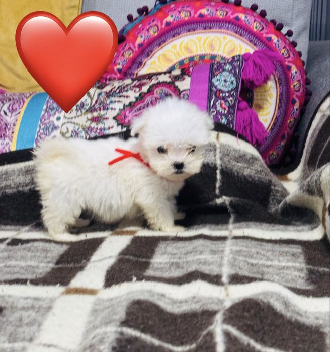 Mascul bichon maltez miny toy