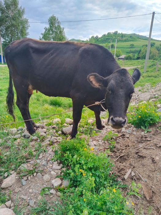 Продам корову!!!