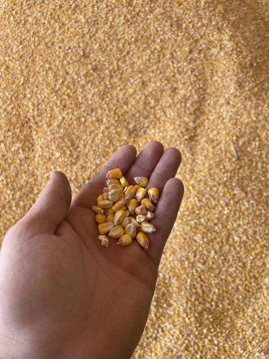 Porumb, malai  de vanzare