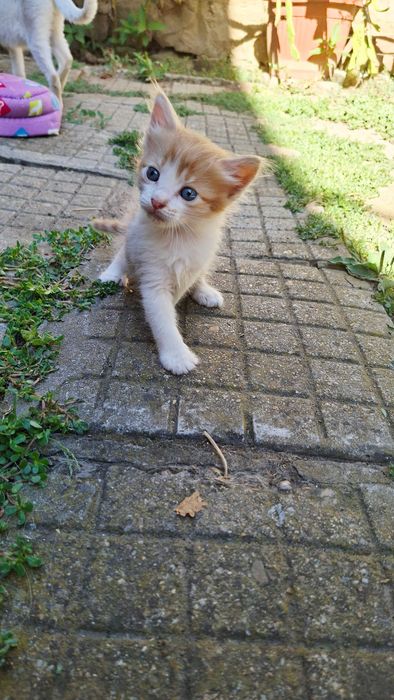 Подаряваме коте