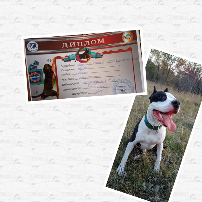 Американский питбуль  вязка