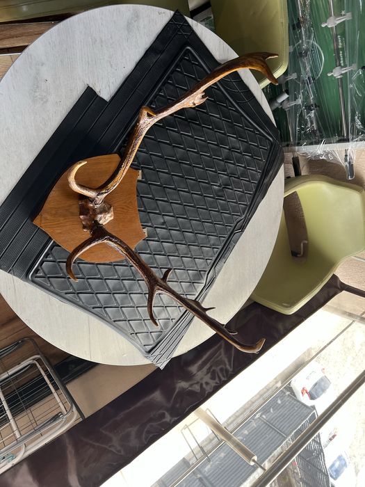 Coarne Cerb autentice mari