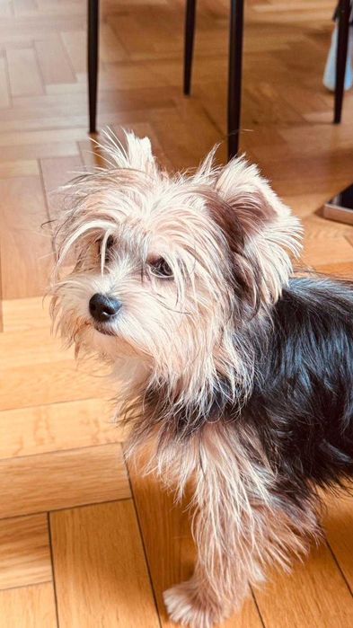 Продавам кученце йорки