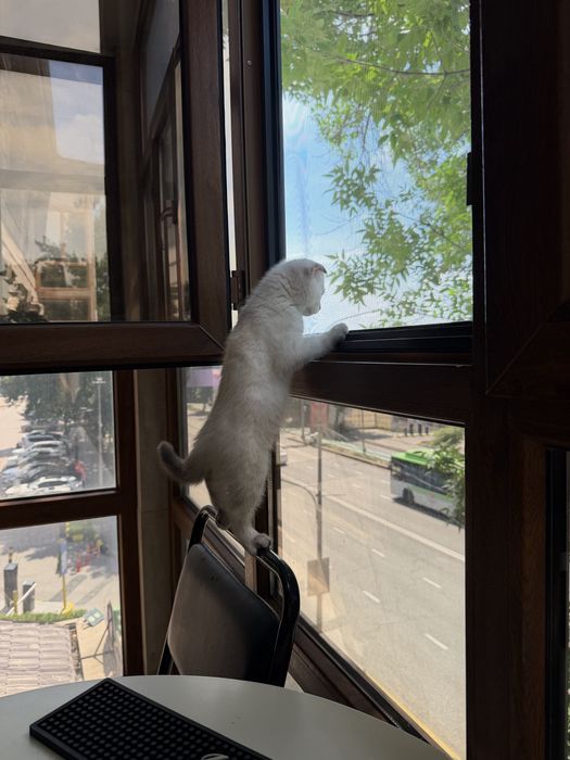 Котенок шотландский
