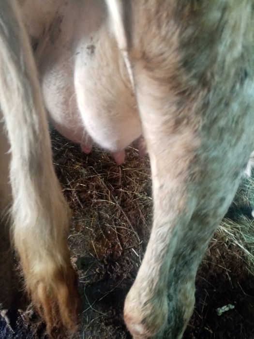 Vand vaca cuvitica de 6 săptămâni