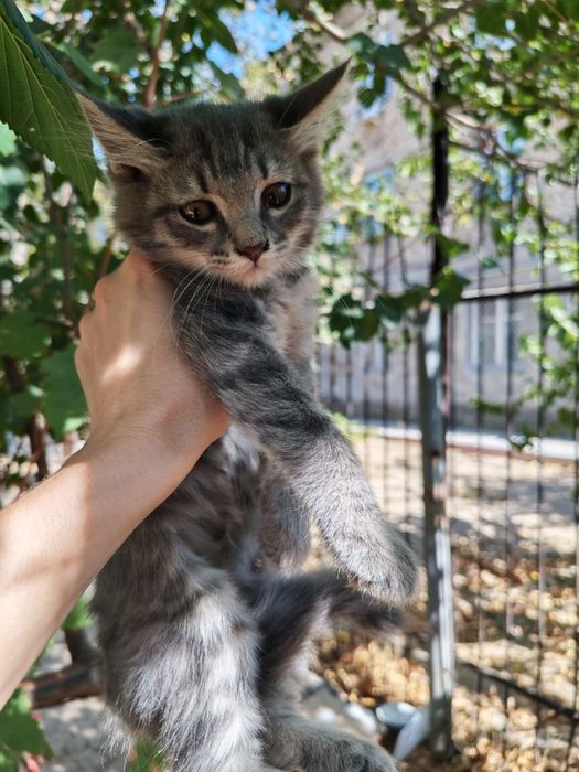 Отдаются котята в хорошие руки