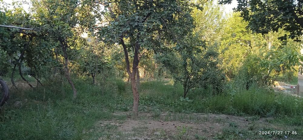 Uchaska 7 sotik oldi ayvon