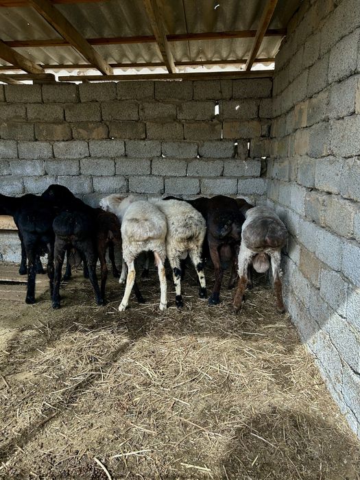 Кошкар 1-1,5 жасар