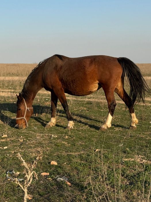 Буаз байтал бие кобыла