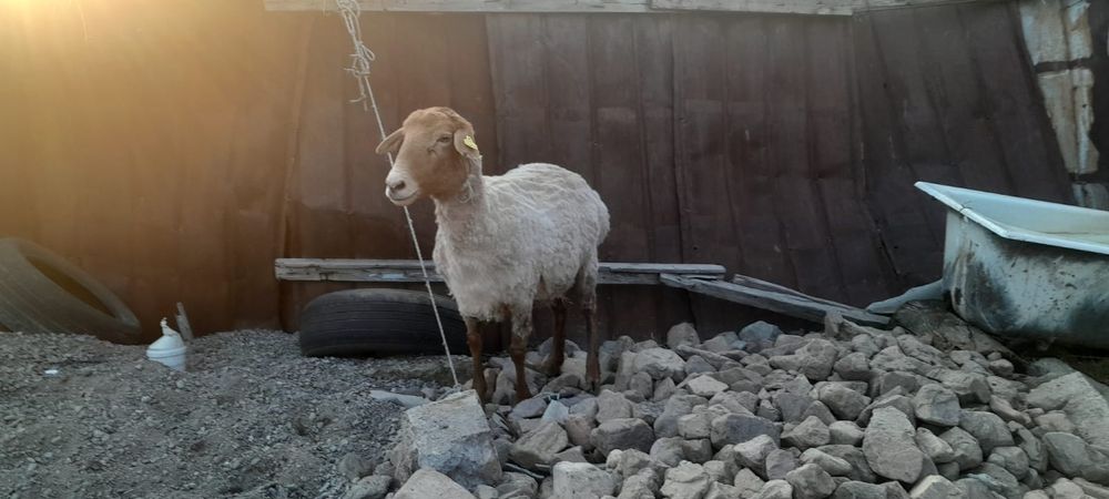 Семиз койлар  сатылады