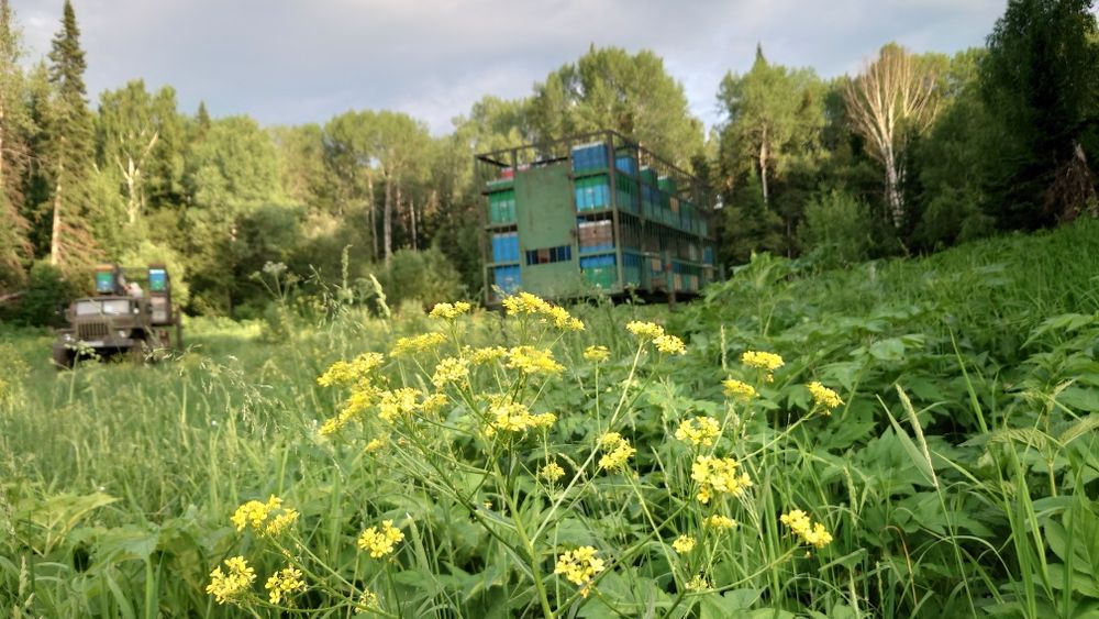 Мёд алтайский Усть Каменогорский