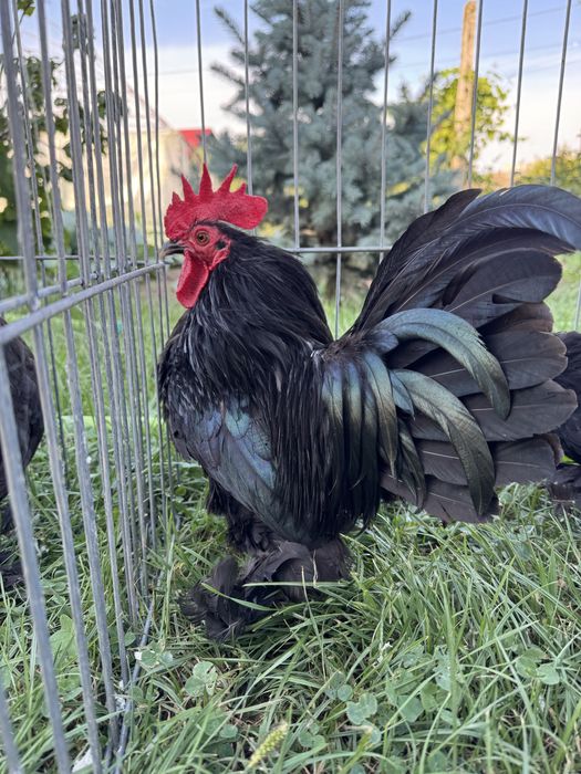 Pitice rasa de gaini pitica incaltata Mii de flori negru