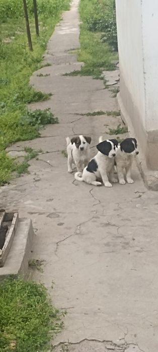 Щенки в добрые руки
