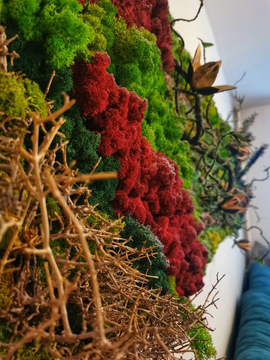 Vând tablou licheni