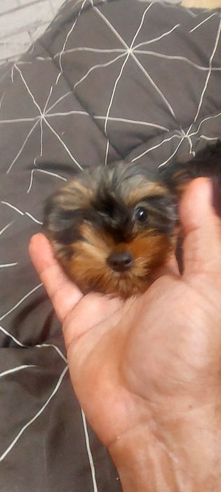 Yorkshire Terrier Gold