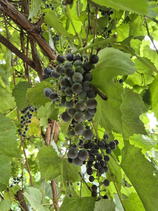 Продав винный виноград