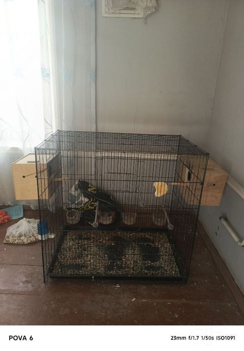 Qish katak sotiladi