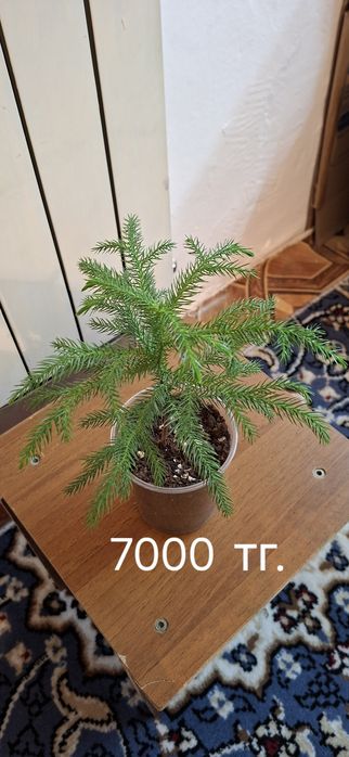 Алоказия Регал Шилдс