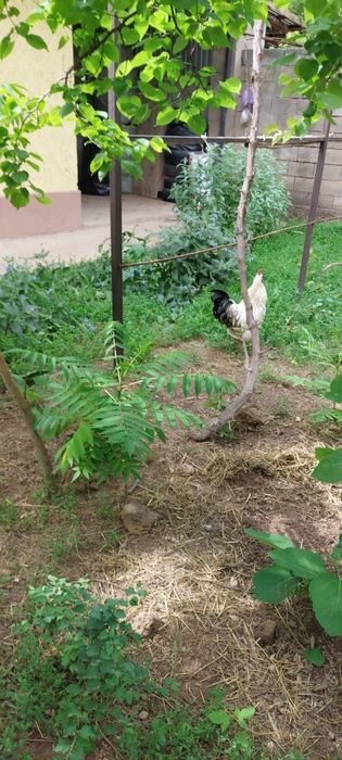 Птицы петух курица