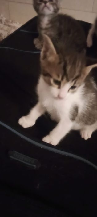 котенца от Созопол