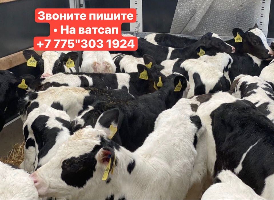 Поступили на продажу бычки и телята хорошая:::