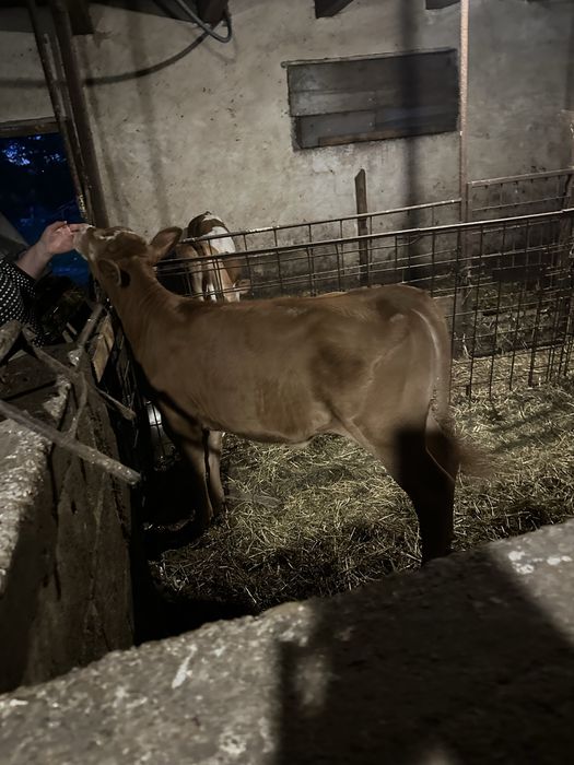 Vând vițică limbuzin