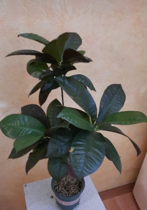 Кротон сорт миссис Айстон.