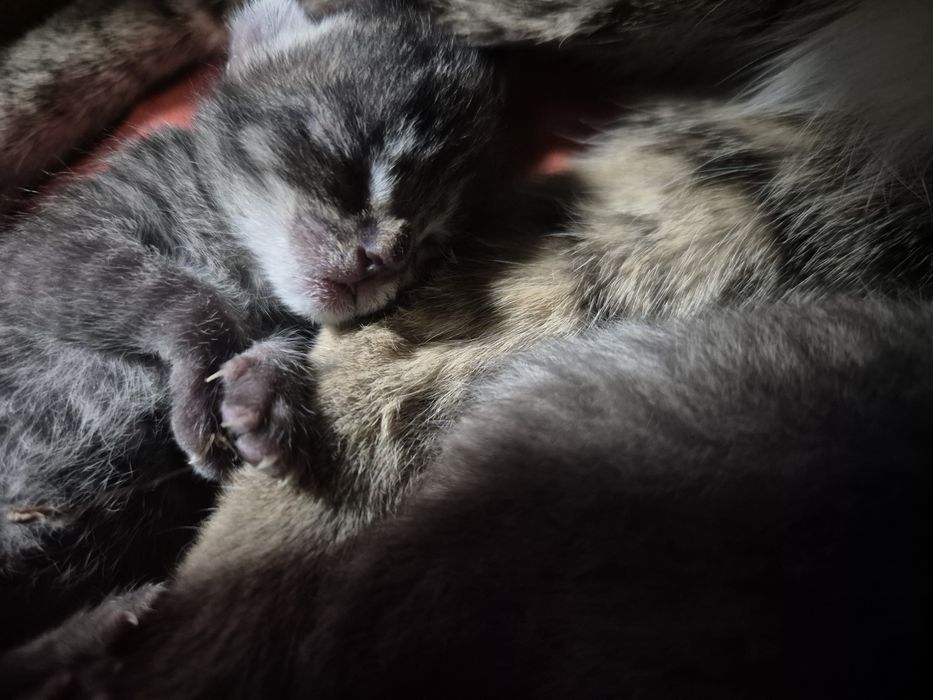 Мысық тегін 3  баласы мамасымен