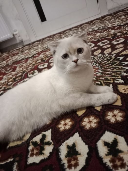 Scottish fold mushuk
