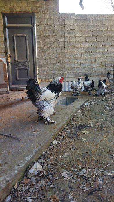 Брама хурозлар сотилади