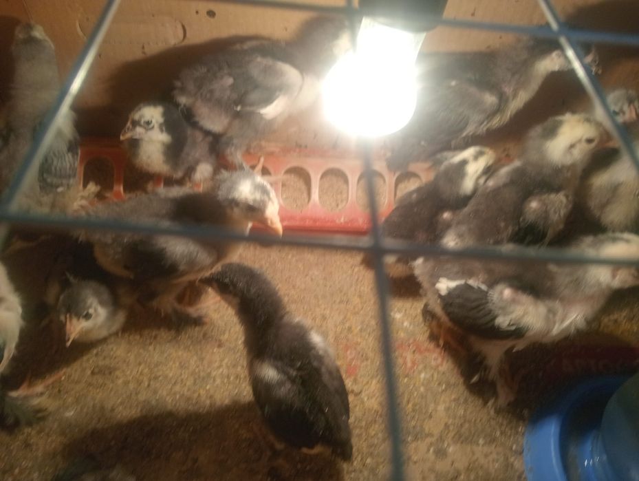Индоутята,цыплята.