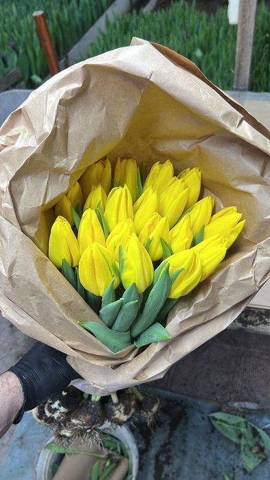 Голландские тюльпаны оптом