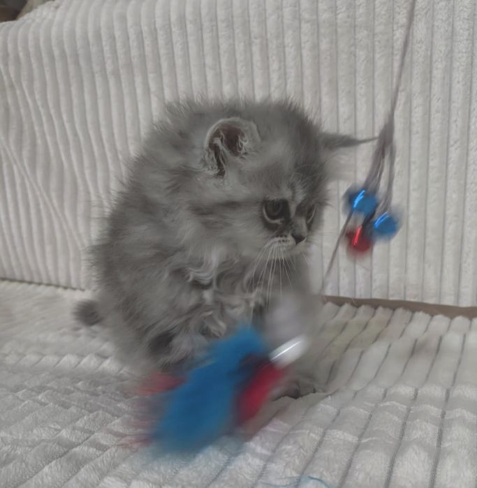 Персидские котята