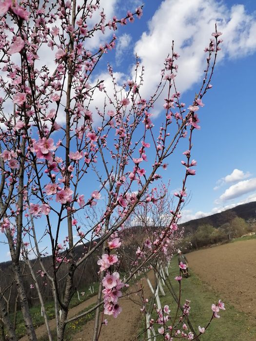 Vand, schimb teren intravilan cu intrarea din DN7c Trasfagarasan