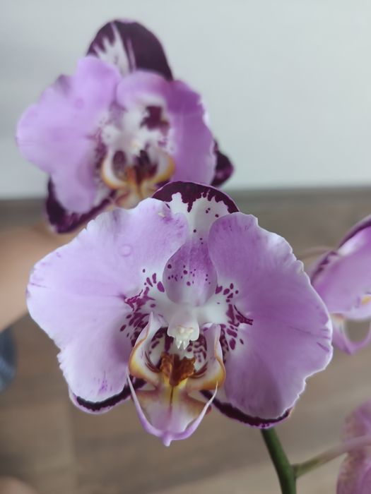 Орхидея Блэк Пиано.