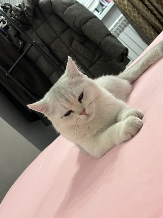 вязка кот шиншила