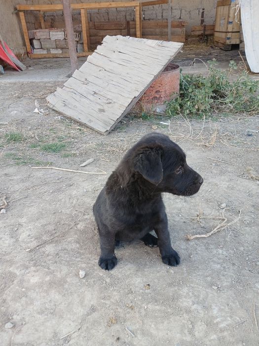 лабрадор     щенок