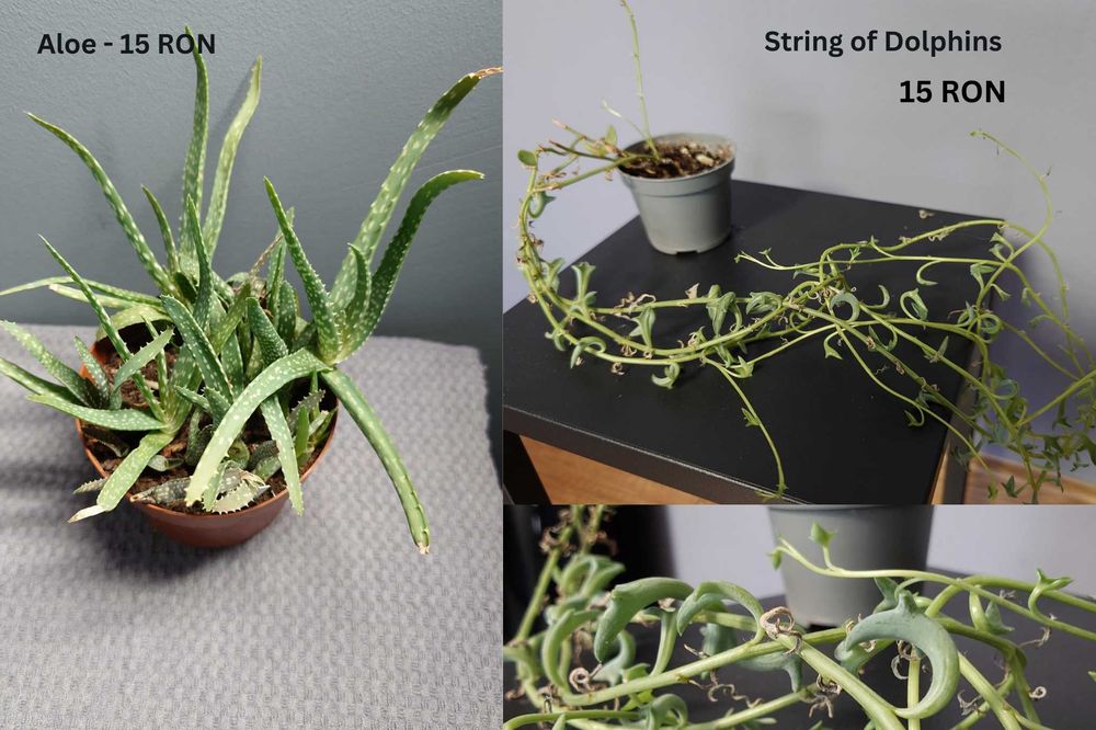 Plante de apartament