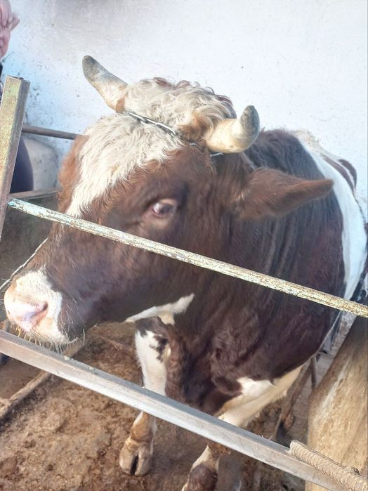 Hòkiz sotiladi taxminan 350  kilo gòshti bor  3 yosh