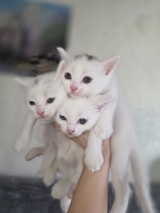 Отдам бесплатно котят