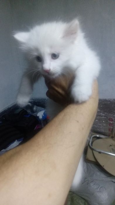 Бесплатно отдам котят