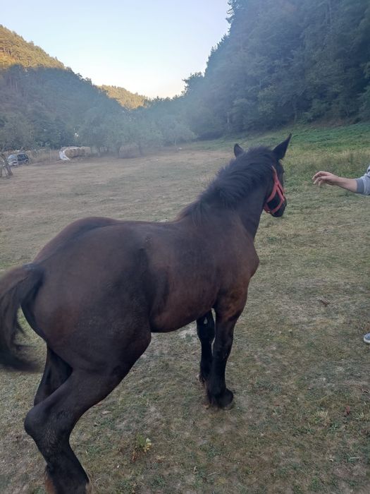 Mânz de vânzare rasă grea