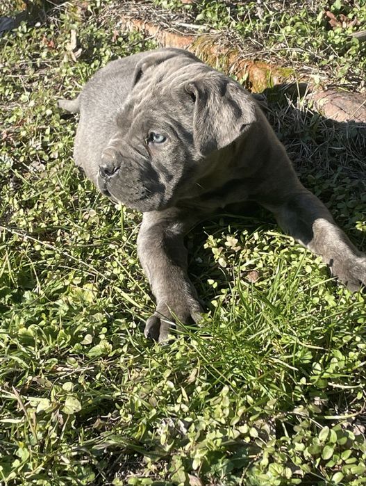 Кане Корсо Сивии