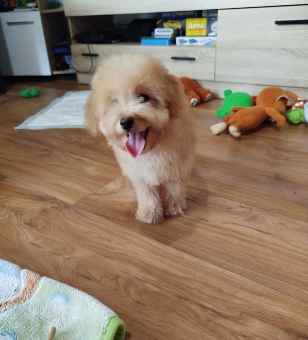 Пудел Мини -момченце