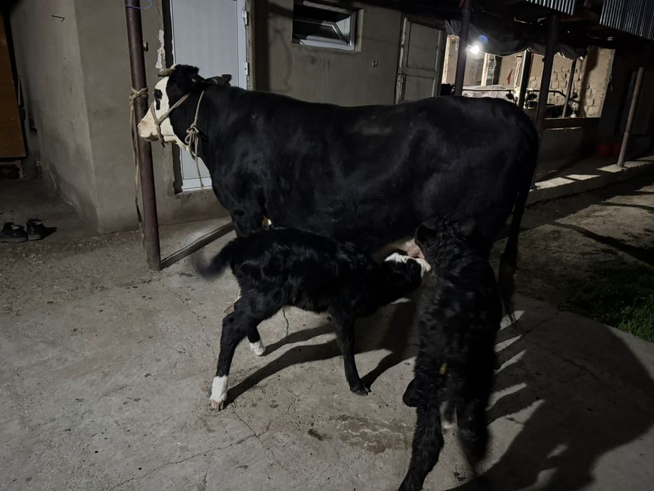 Осы сиыр сатылады