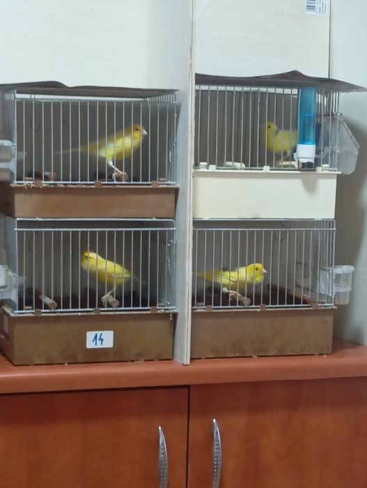 Canar malinois mascul